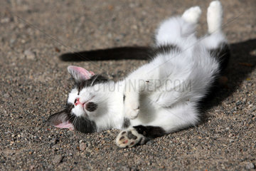 Graditz  Deutschland  Katze sonnt sich ausgestreckt auf dem Boden