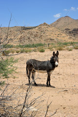 Hackberry  USA  ein Esel steht einsam in der Wueste von Arizona