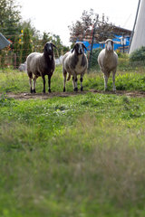 Sehnde  Deutschland  Schafe im Garten im Ortsteil Ilten
