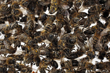 Berlin  Deutschland  tote Honigbienen