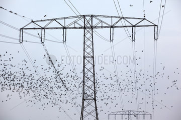 Seefeld  Deutschland  ein Taubenschwarm fliegt um einen Strommast