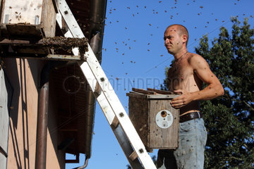 Castel Giorgio  Italien  Imker haengt eine Bienenkiste zum Einfangen eines Bienenschwarms auf