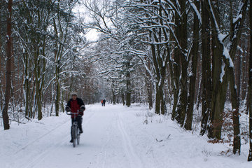 Berlin  Deutschland  Winter im Forst bei Hirschgarten
