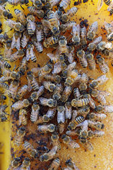 Castel Giorgio  Italien  Honigbienen sitzen auf Bienenwachs