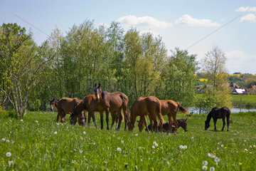 Ganschow  Deutschland  Pferde im Gestuet Ganschow
