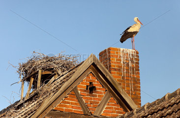 Ruehstaedt  Deutschland  ein Storch an seinem Nest auf einem Dachfirst