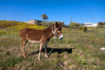 Agios Therissos  Tuerkische Republik Nordzypern  Esel auf einer Wiese