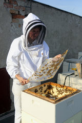 Berlin  Deutschland  Imkerin Erika Mayr kontrolliert eine Brutwabe eines Bienenvolkes auf einem Dach