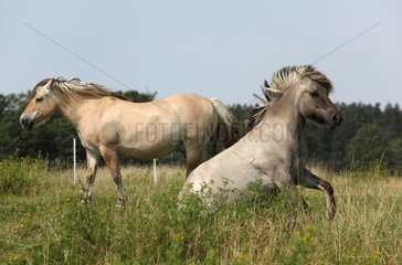 Neu Kaetwin  Deutschland  Fjordpferde auf einer Weide