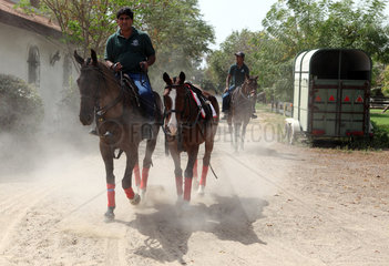 Dubai  Vereinigte Arabische Emirate  Reiter fuehrt ein weiteres Pferd an der Hand mit