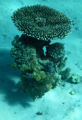 Rotes Meer  Aegypten  Korallenriff im Roten Meer