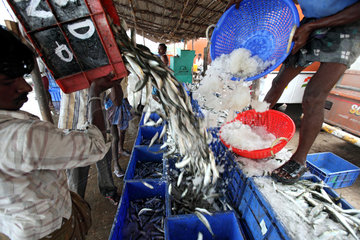 Annankoil  Indien  Fische werden mit Eis gekuehlt