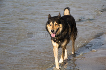 Emden  Deutschland  ein Husky-Schaeferhund-Mix trottet am Nordseestrand durchs Wasser