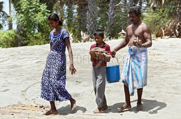 Puliyampathai  Sri Lanka  eine Familie kommt mit der Maniokernte vom Feld