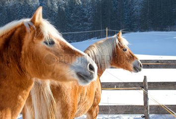 Innichen  Italien  Pferde auf einer verschneiten Koppel