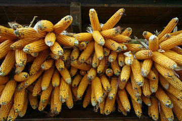 Prangendorf  Deutschland  Maiskolben