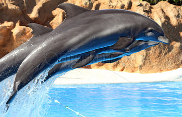 Puerto de la Cruz  Spanien  Delfine zeigen im Loro Park ihre Kunststuecke