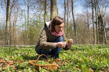 Brandenburg  Deutschland  eine Frau sammelt Baerlauch im Wald