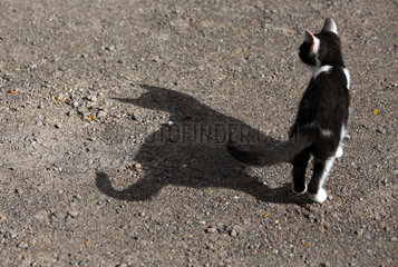 Graditz  Deutschland  Katze wirft einen Schatten auf den Boden