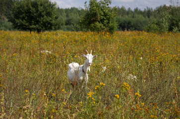 Pierachodcy  Weissrussland  Ziegen grasen im Naturschutzgebiet Bjarezina