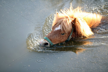 Prangendorf  ein Pony schwimmt durch einen See