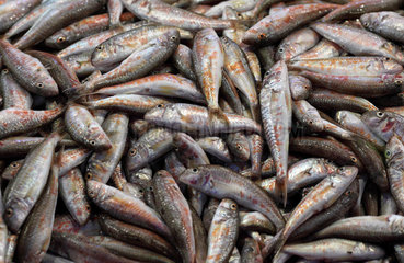 Istanbul  Tuerkei  Fische in einer Fischtheke