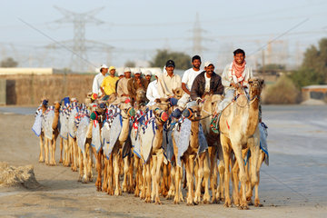 Dubai  Kamelreiter auf der Strasse