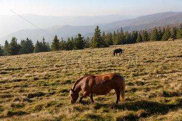Geishausen  Frankreich  Pferde grasen auf einer Bergwiese
