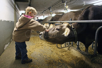 Jerzens  Oesterreich  Kinder streicheln eine Kuh