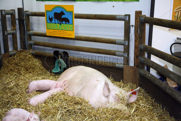 Berlin  Deutschland  artgerechte Schweinehaltung auf der Gruenen Woche 2008