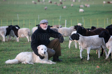 Neu Kaetwin  Deutschland  Landwirt sitzt mit seinem Pyrenaeenberghund inmitten einer Schafherde