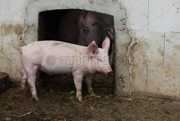 Prangendorf  Deutschland  Biofleischproduktion  Hausschwein steht vor dem Eingang seines Stalles