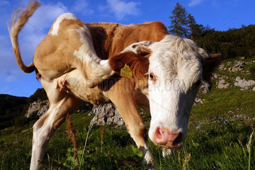 Obertraun  Oesterreich  Kuh kratzt sich auf einer Alm mit einem Hinterbein hinter dem Ohr