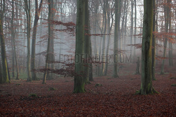 Neu Kaetwin  Deutschland  Nebel im Wald