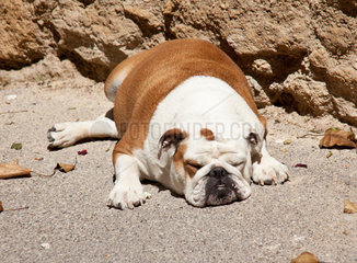 Ansouis  Frankreich  eine Englische Bulldogge liegt in der Sonne und schlaeft