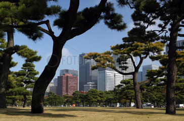 Tokio  Japan  Japanische Rotkiefern im Chiyoda Park
