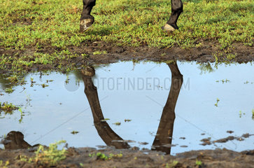 Neuenhagen  Pferdebeine spiegeln sich auf der Weide in einer Pfuetze