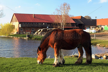 Prangendorf  Pferd auf einem Bauernhof grast auf einer Weide