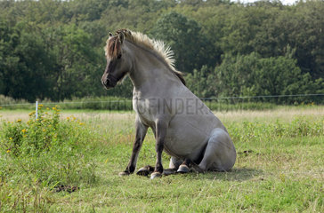 Neu Kaetwin  Deutschland  Fjordpferd sitzt auf dem Gras einer Weide