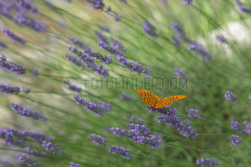 Callas  Frankreich  Gelber Leopard Schmetterling sitzt auf den Blueten des Lavendels