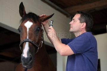 Kuchelmiss  Deutschland  Tierarzt schaut in ein Ohr eines Pferdes