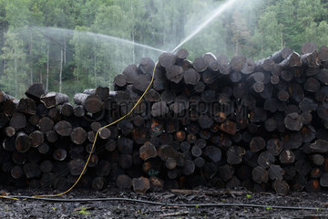 Aelvsered  Schweden  Baumstaemme  die gewaessert werden  in einem Saegewerk