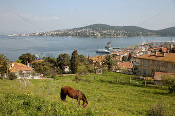 Heybeliada  Istanbul  Tuerkei  ein Pferd auf einer Wiese auf Heybeliada
