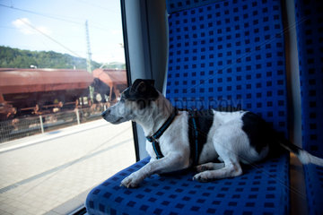 Wehlen  Deutschland  ein Hund auf Reisen im Zug
