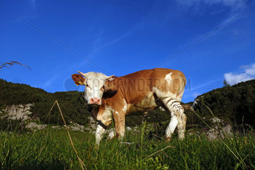 Obertraun  Oesterreich  Kuh auf einer Alm