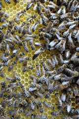 Berlin  Deutschland  Honigbienen und Bienenkoenigin auf einer Wabe