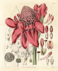 Porcelain rose from Curtis's Botanical Magazine  1832.