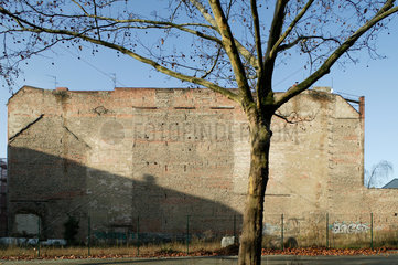 Berlin  Deutschland  kahler Baum vor einem unbebauten Grundstueck vor einer Brandmauer