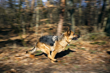 Berlin  Deutschland  Deutscher Schaeferhund laeuft durch den Wald