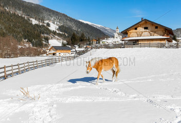 Innichen  Italien  ein Pferd auf einer verschneiten Koppel